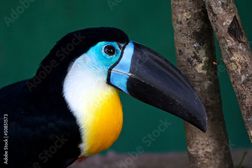 toucan