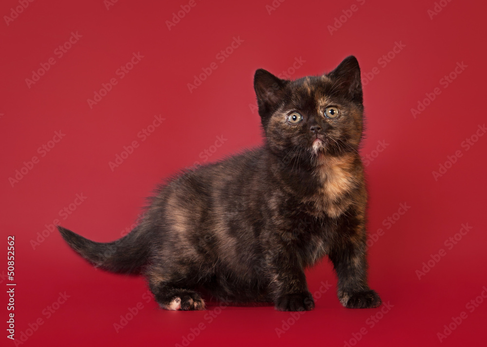 british cat on dark red background