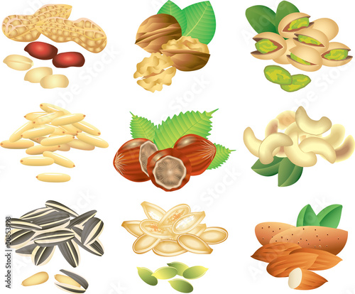 nuts and seeds photo-realistic vector set