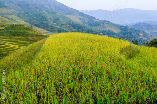 terraces