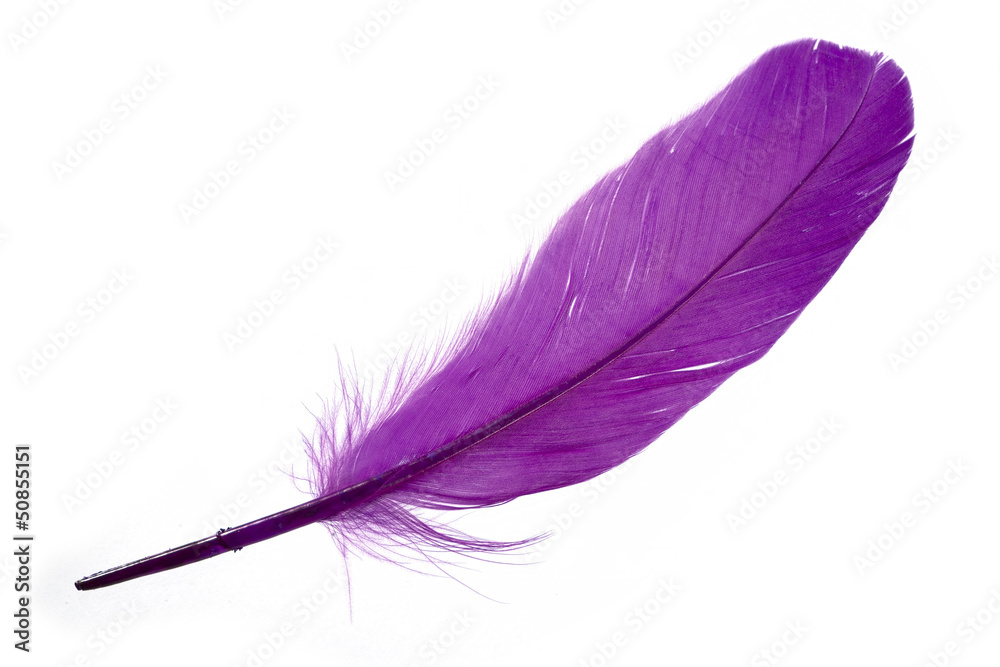 Violet Feather