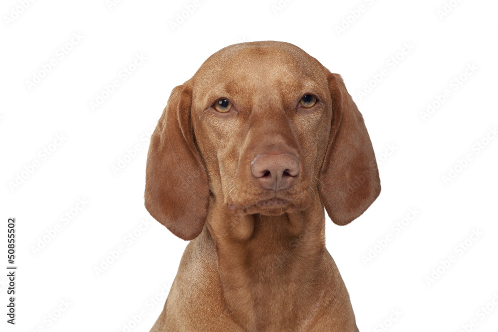 vizsla dog portrait vizsla dog portrait