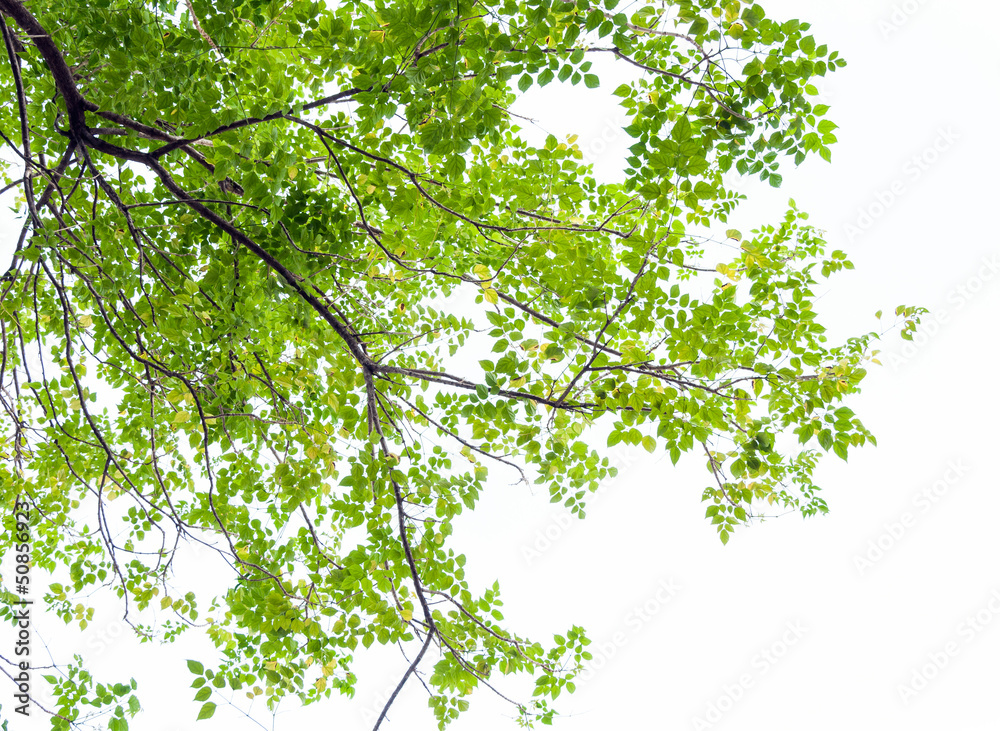 Fototapeta premium Fresh leaves