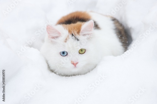 Beauty cat and snow