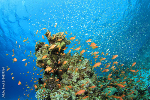 Fototapeta Naklejka Na Ścianę i Meble -  Coral Reef Underwater