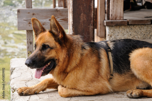 German sheperd dog