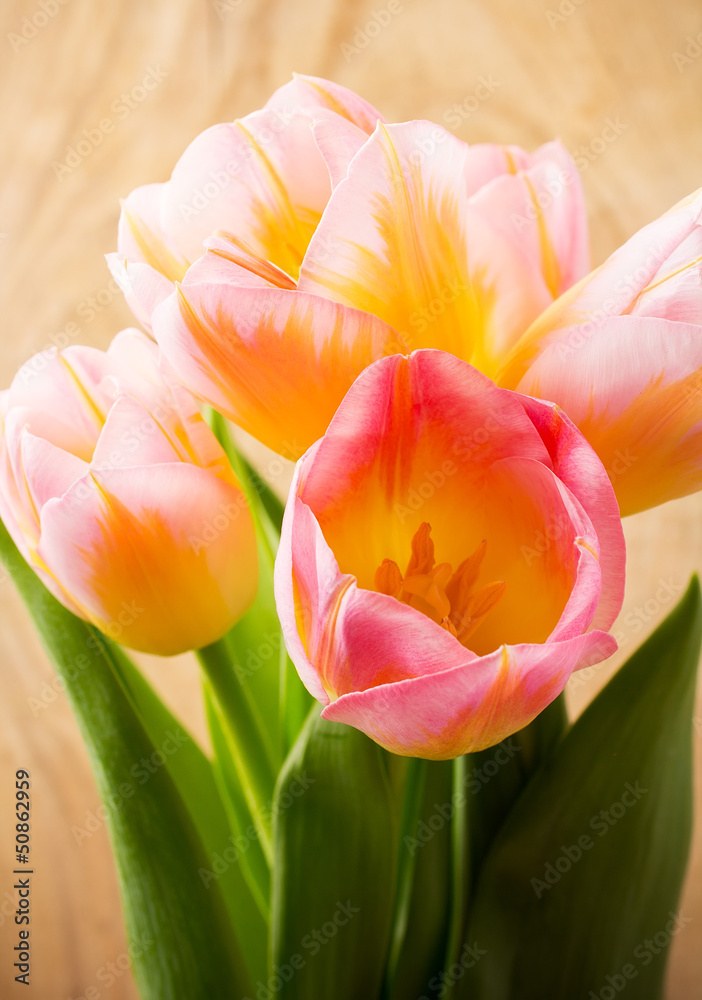 Naklejka premium Tulips.