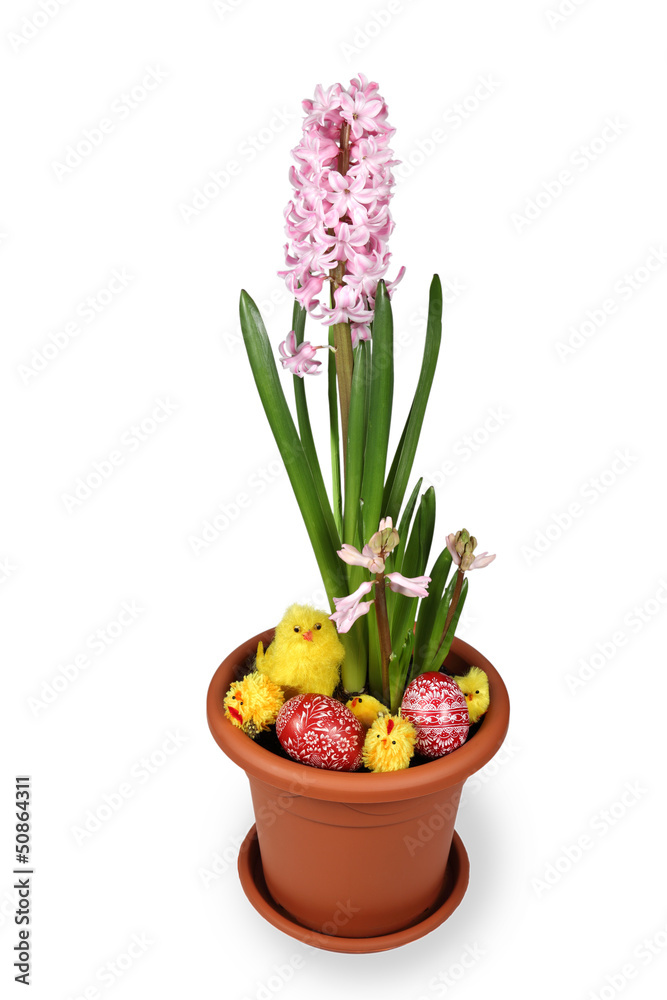 Jajka Wielkanocne, kwiat hiacynt.