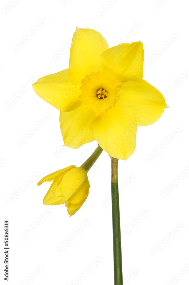 Fototapeta premium Double daffodil