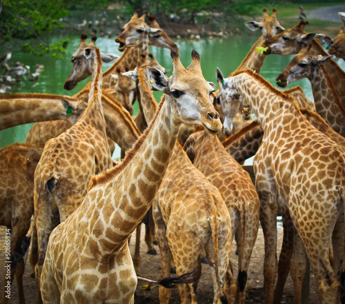 Giraffe © Photo Gallery