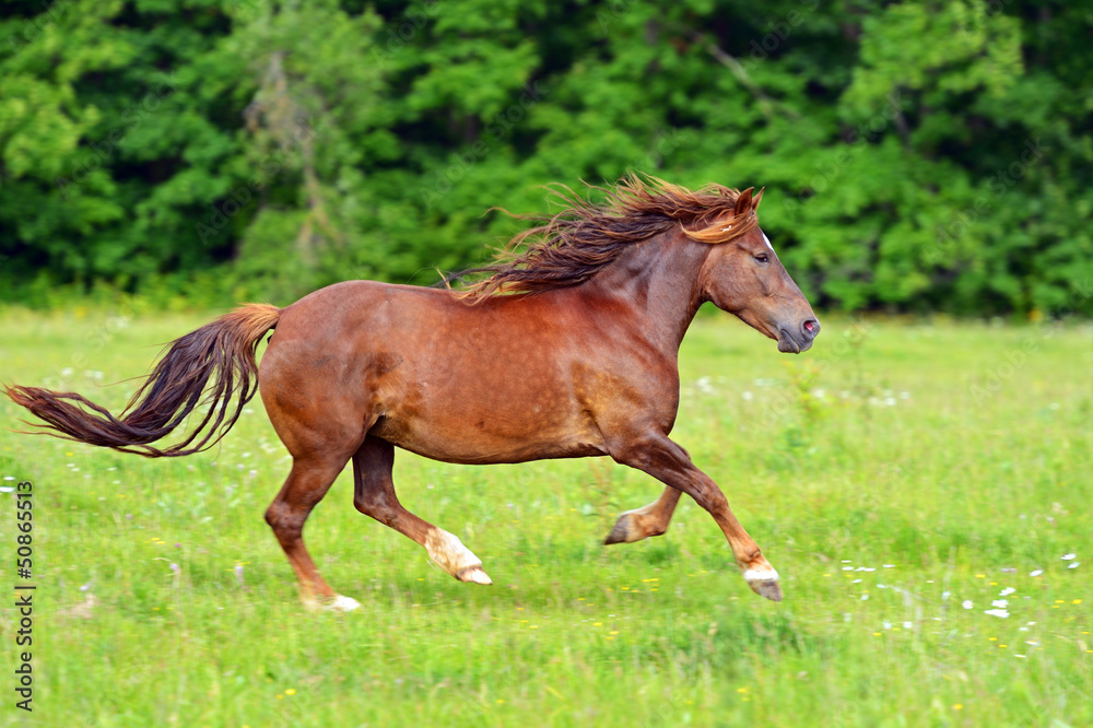 Horse Horse