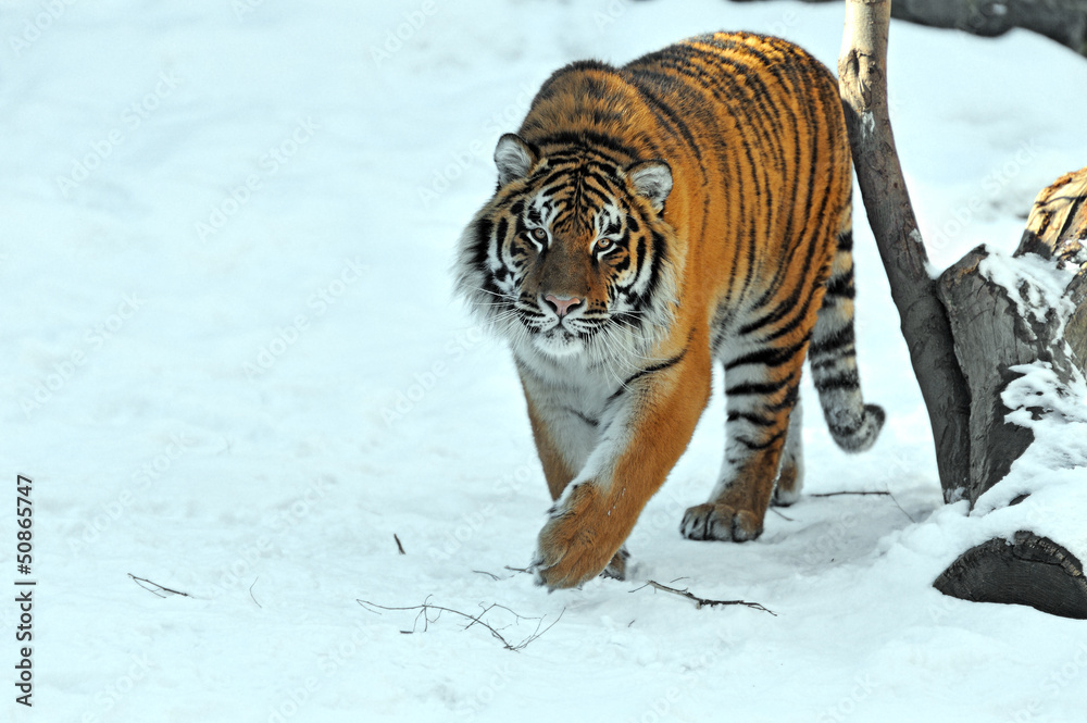 Portrait of the Amur tiger in the spring