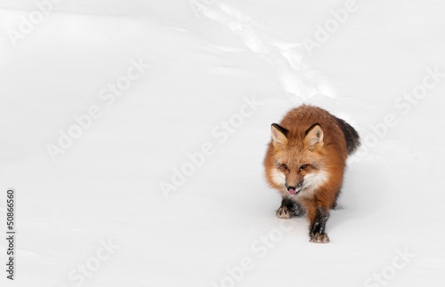 Red Fox (Vulpes vulpes) Licks Nose