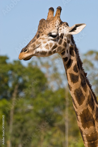 Head and neck of a giraffe