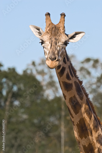 Fototapeta Naklejka Na Ścianę i Meble -  Head and neck of a giraffe