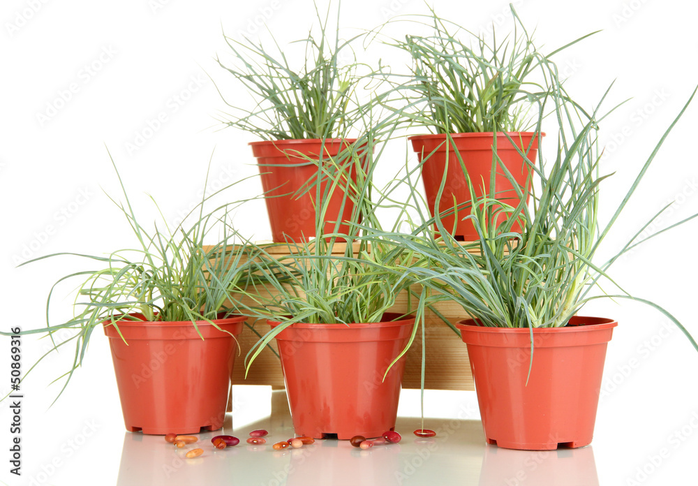 pots with seedling isolated on white