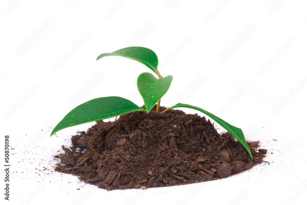 Young green plant Young green plant