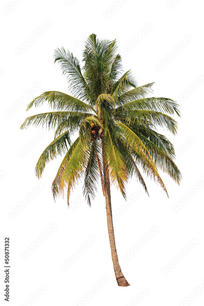 Fototapeta premium Coconut palm tree isolated on white background