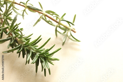 close up of freshness rosemary with copy space