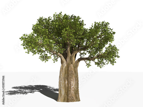 Fotografie Баобаб - Адансония пальчатая - Adansonia digitata