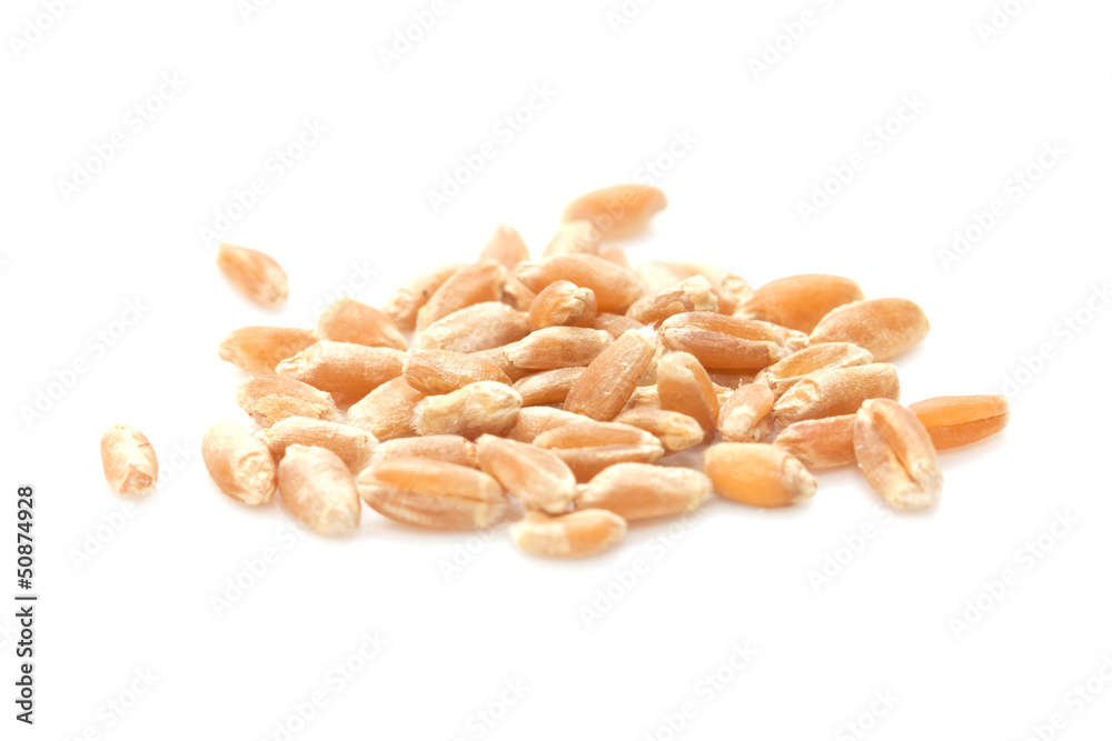 wheat on a white background wheat on a white background