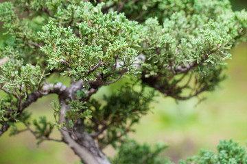 Acrylglasbilder Bonsai Wacholder-Bonsai im japanischen Garten  © Evgeniya Uvarova