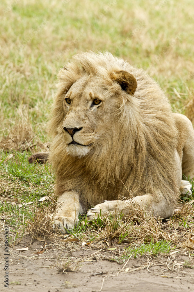an alert look on a white lions face while lying down an alert look on a white lions face while lying down