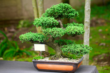 Acrylglasbilder Bonsai Wacholder-Bonsai im botanischen Park  © Evgeniya Uvarova