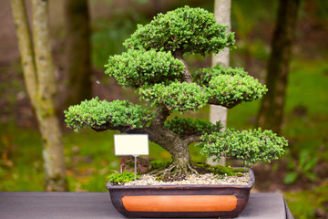 Acrylglasbilder Bonsai Wacholder-Bonsai im Botanischen Garten  © Evgeniya Uvarova