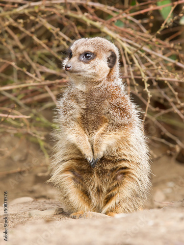 Suricate or meerkat © michaklootwijk