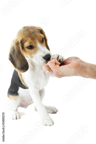 Obedient beaglepup