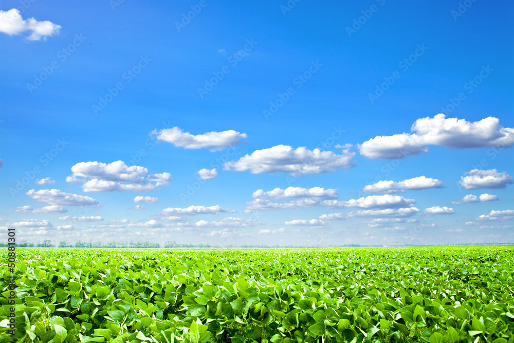 Green grass under blue sky