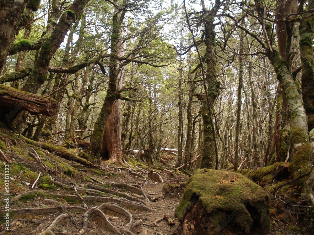 Rain forest in Cradle Mountain - Lake St Clair National Park Rain forest in Cradle Mountain - Lake St Clair National Park