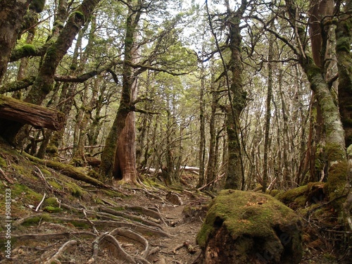 Rain forest in Cradle Mountain - Lake St Clair National Park photo