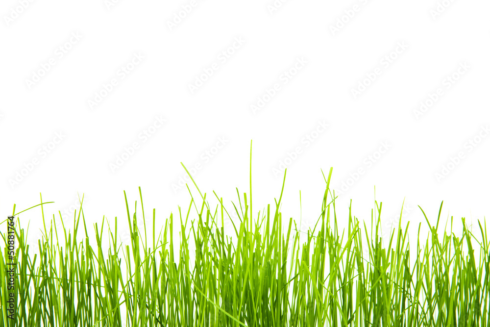 Fototapeta premium green grass