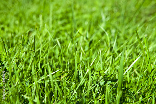 Green grass natural background.