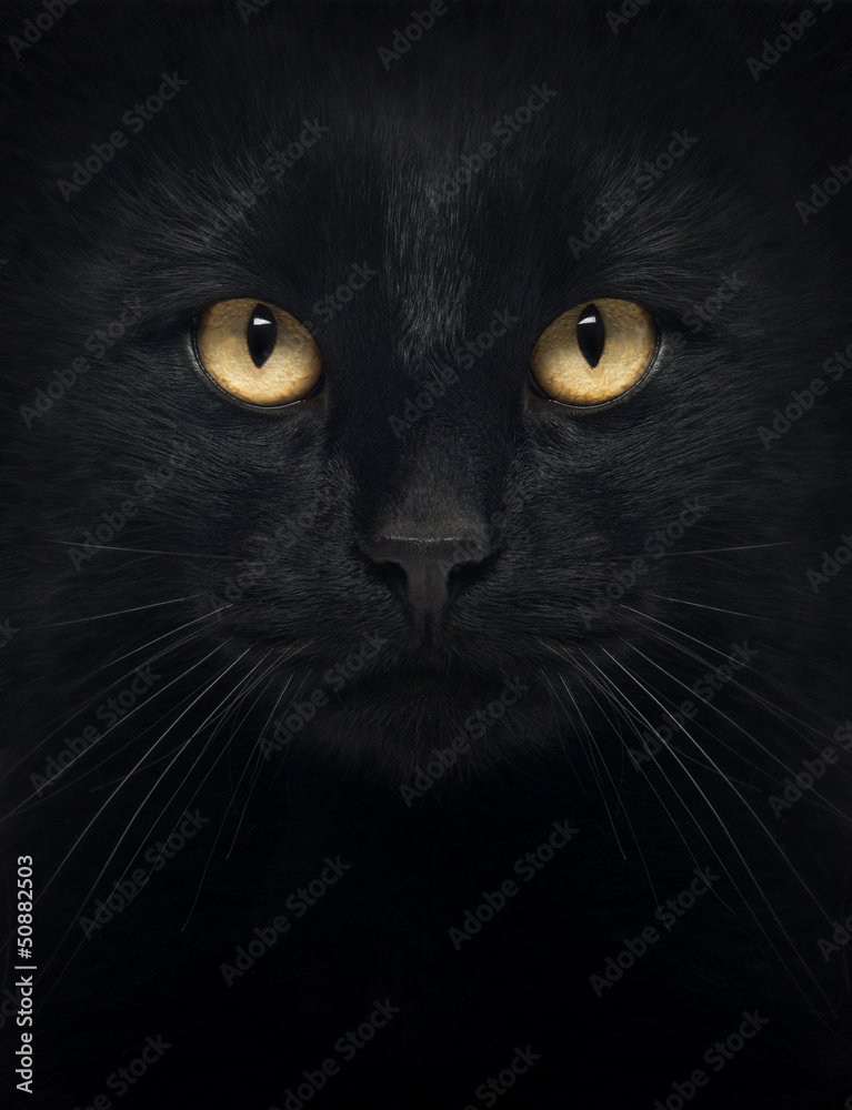 Close-up of a Black Cat looking at the camera