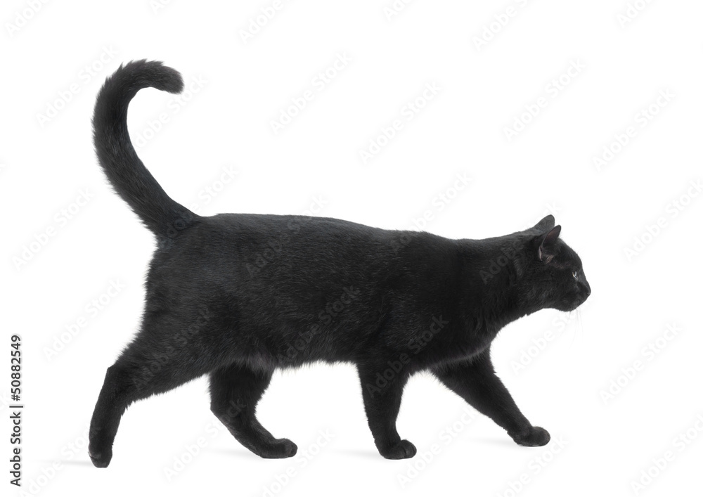Naklejka premium Side view of a Black Cat walking, isolated on white