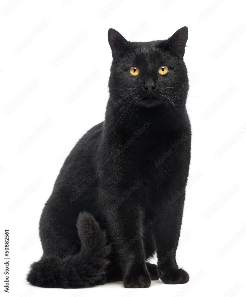 Obraz premium Czarny kot siedzi i patrząc w kamerę, na białym tle