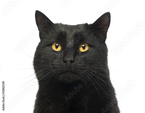 Close-up of a Black Cat, isolated on white