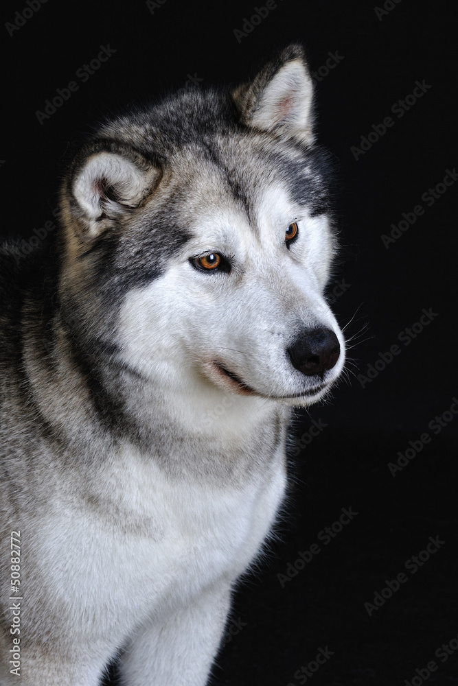 Obraz premium malamute isolated in studio