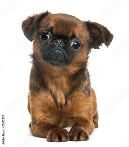 Fototapeta Naklejka Na Ścianę i Meble -  Petit Brabançon lying and looking at the camera