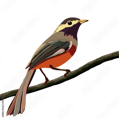 spring bird on a branch , white isolated photo