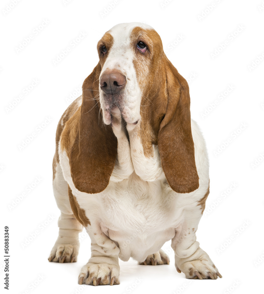 Basset Hound standing and looking away, isolated on white