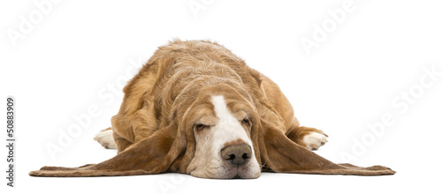 Basset Hound lying and sleeping, isolated on white