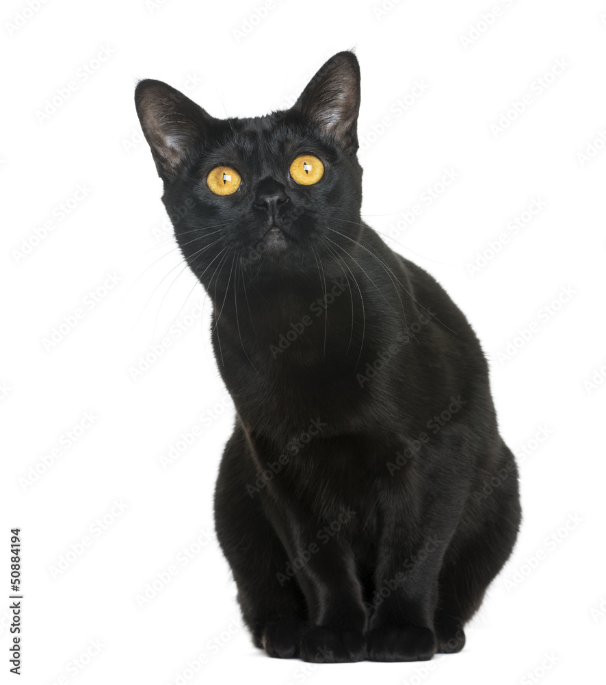 Bombay cat sitting and looking up, isolated on white