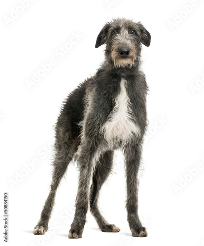 Fototapeta Naklejka Na Ścianę i Meble -  Scottish Deerhound looking at the camera, isolated on white
