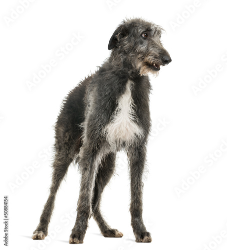 Scottish Deerhound looking right  isolated on white