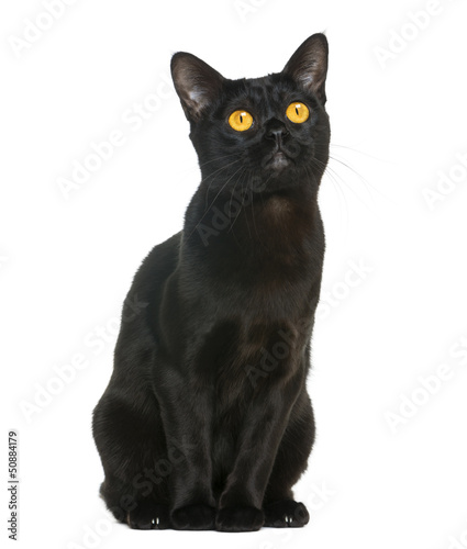 Fototapeta Naklejka Na Ścianę i Meble -  Bombay cat sitting and looking up, isolated on white
