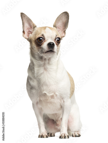 Chihuahua (2 years old) sitting and looking away